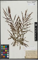 Foto von Salix viminalis L.